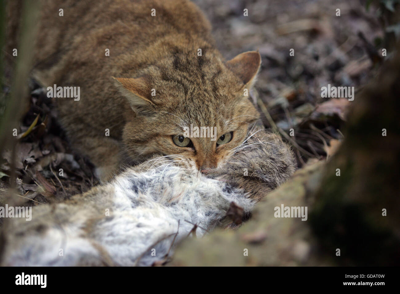 European Wildcat, felis silvestris, with a Kill, an European rabbit