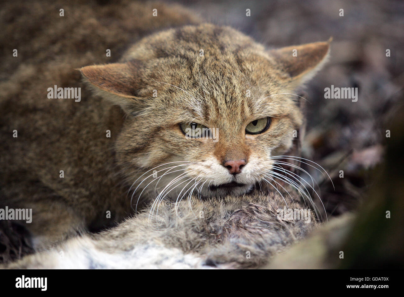 European Wildcat, felis silvestris, with a Kill, an European rabbit