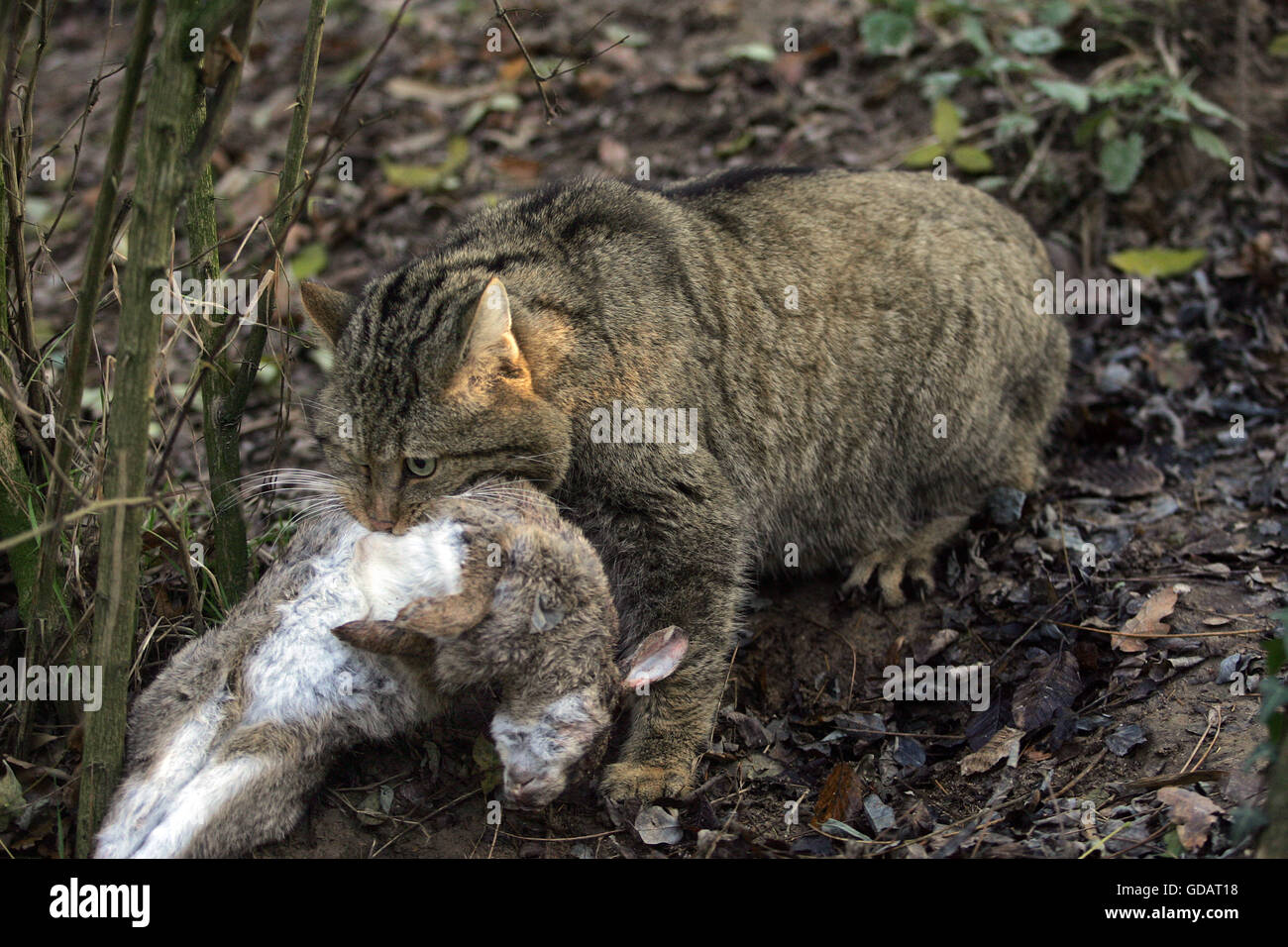 Cat Killed Rabbit European Wildcat, felis silvestris, Adult with a Kill, a Rabbit Stock ...