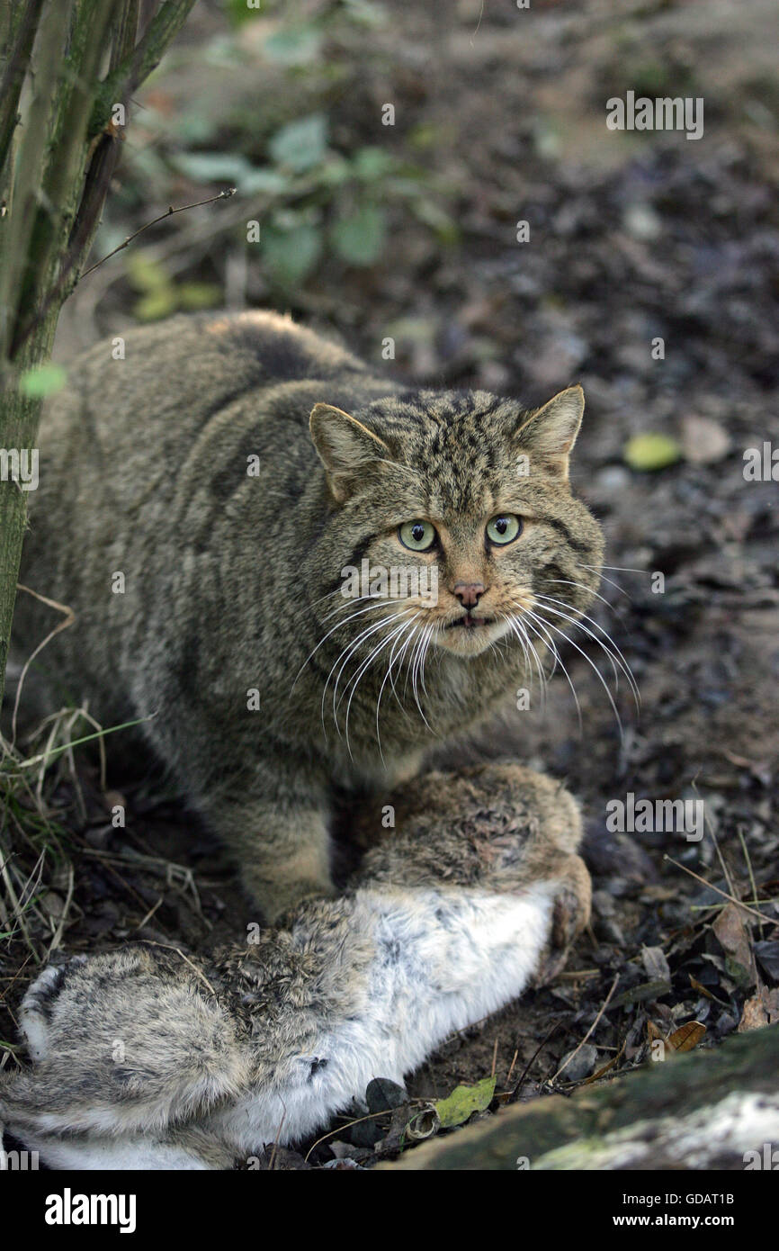 European Wildcat, felis silvestris, Killing a Wild Rabbit Stock Photo ...