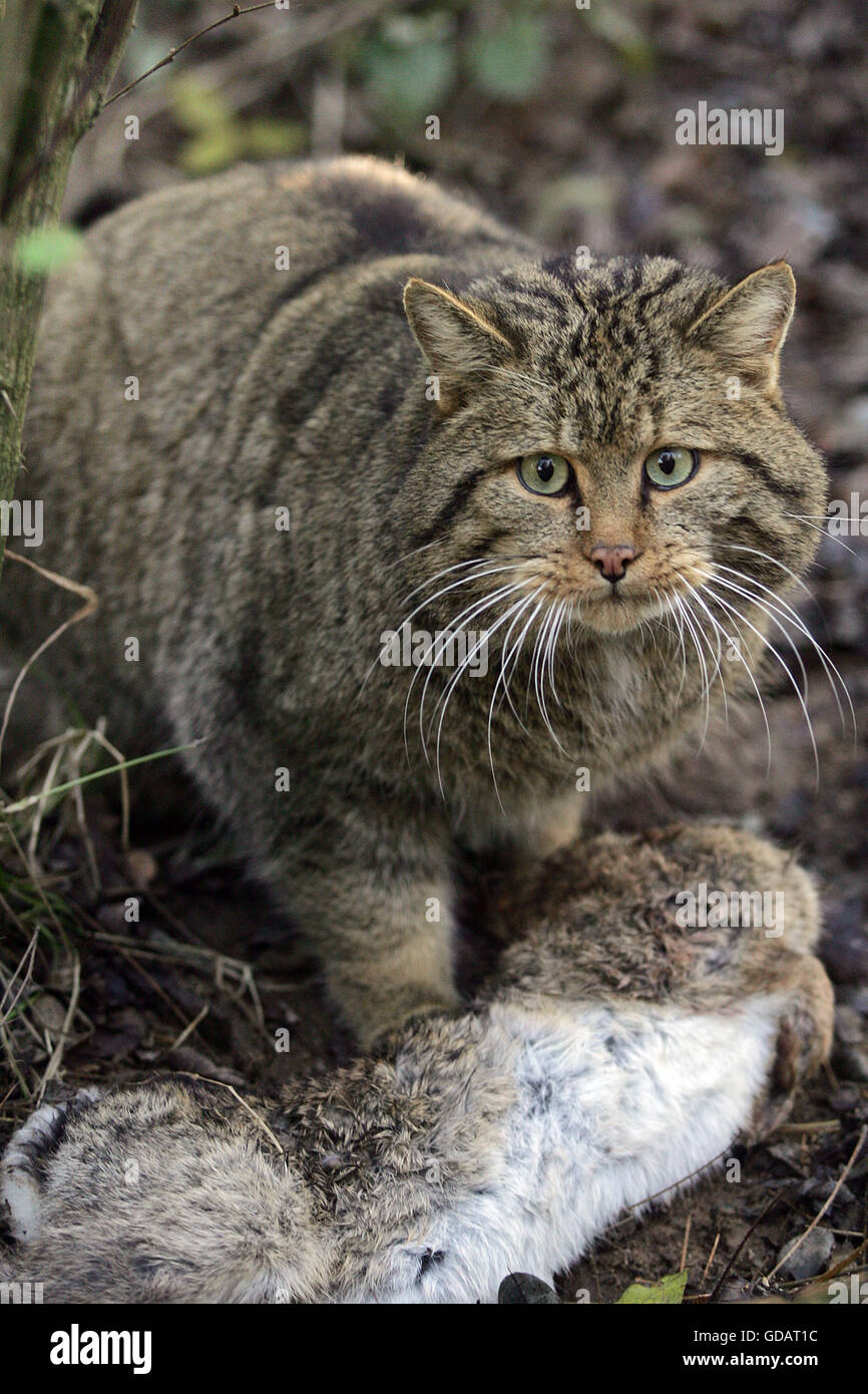 European Wildcat, felis silvestris, with a Kill, a Rabbit Stock Photo