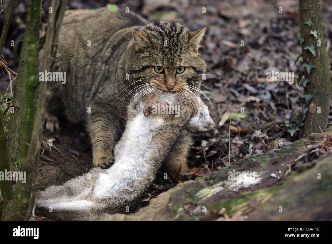 Крик кота в брачный. Wildcat (Felis Silvestris). Европейская Лесная кошка - Felis Silvestris Silvestris Schr.. European Wildcat.