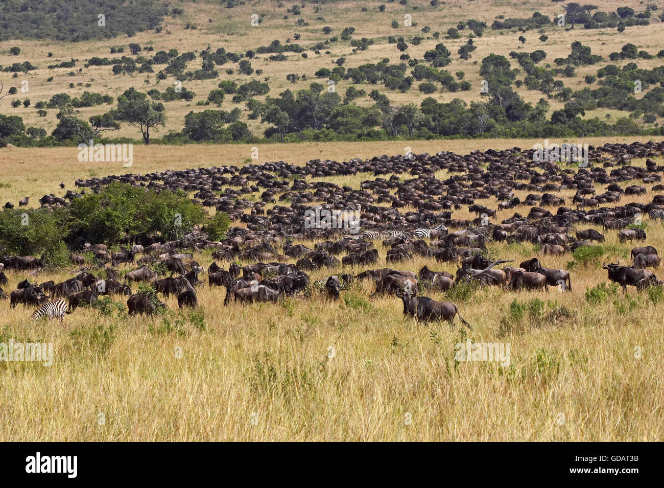 Blue Wildebeest, connochaetes taurinus, Herd Migrating, Masai Mara Park in Kenya Stock Photo