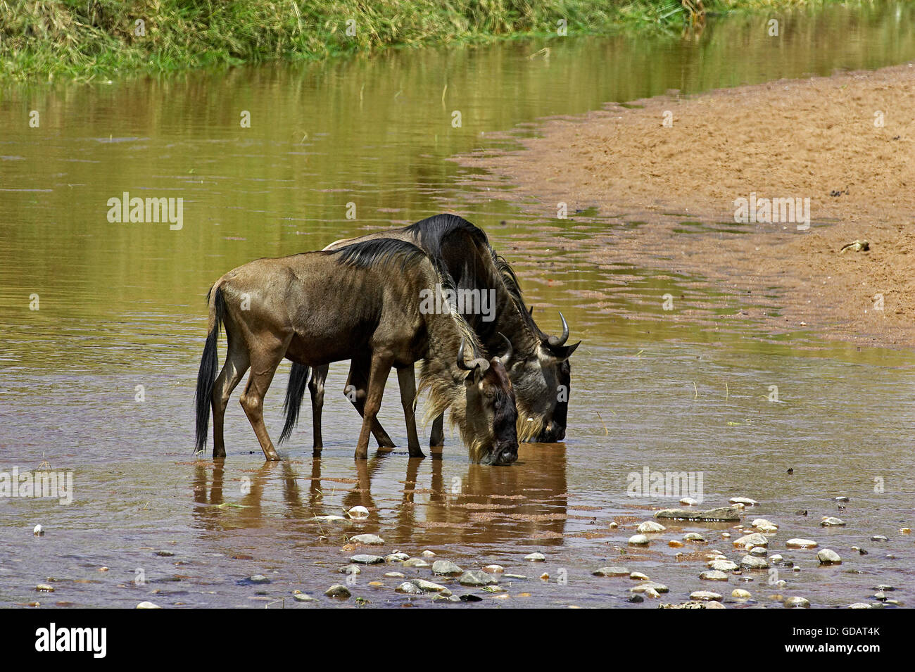 Blue Wildebeest, connochaetes taurinus, Adults drinking at River, Masai Mara Park in Kenya Stock Photo