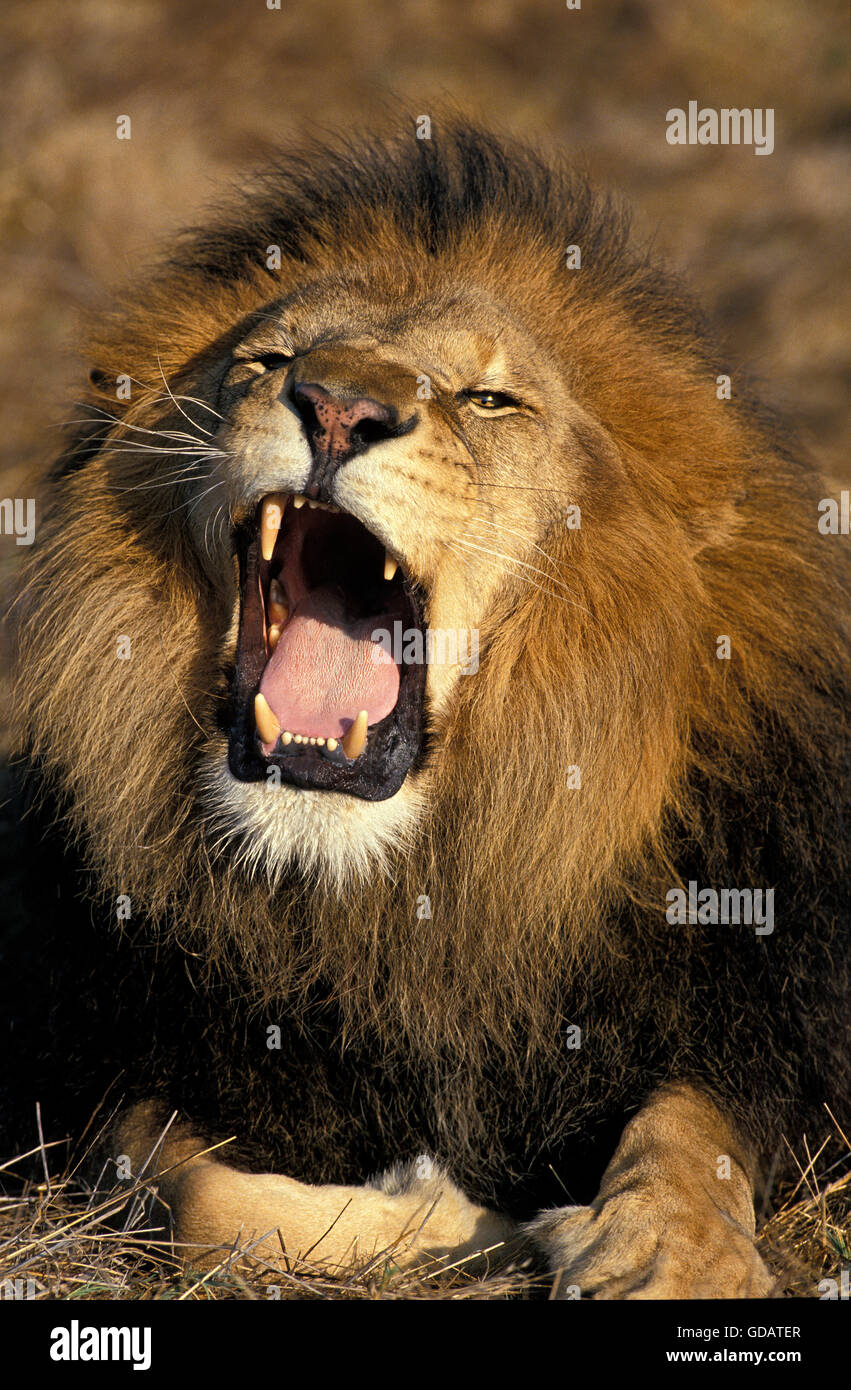 African Lion, panthera leo, Portrait of Male Roaring Stock Photo - Alamy