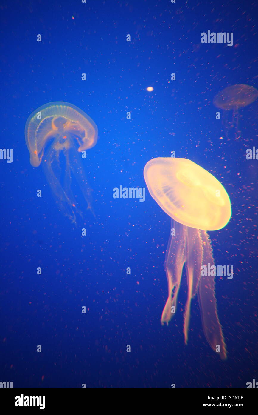 Underwater world aquarium hires stock photography and images Alamy