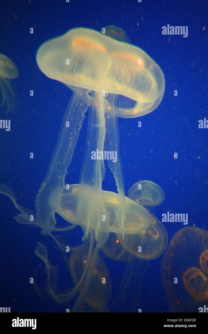 Quallen (Ohrenqualle, Moon Jelly) im Underwater World oder Unterwasserwelt auf der Insel Sentosa in Singapur im Inselstaat Singa Stock Photo