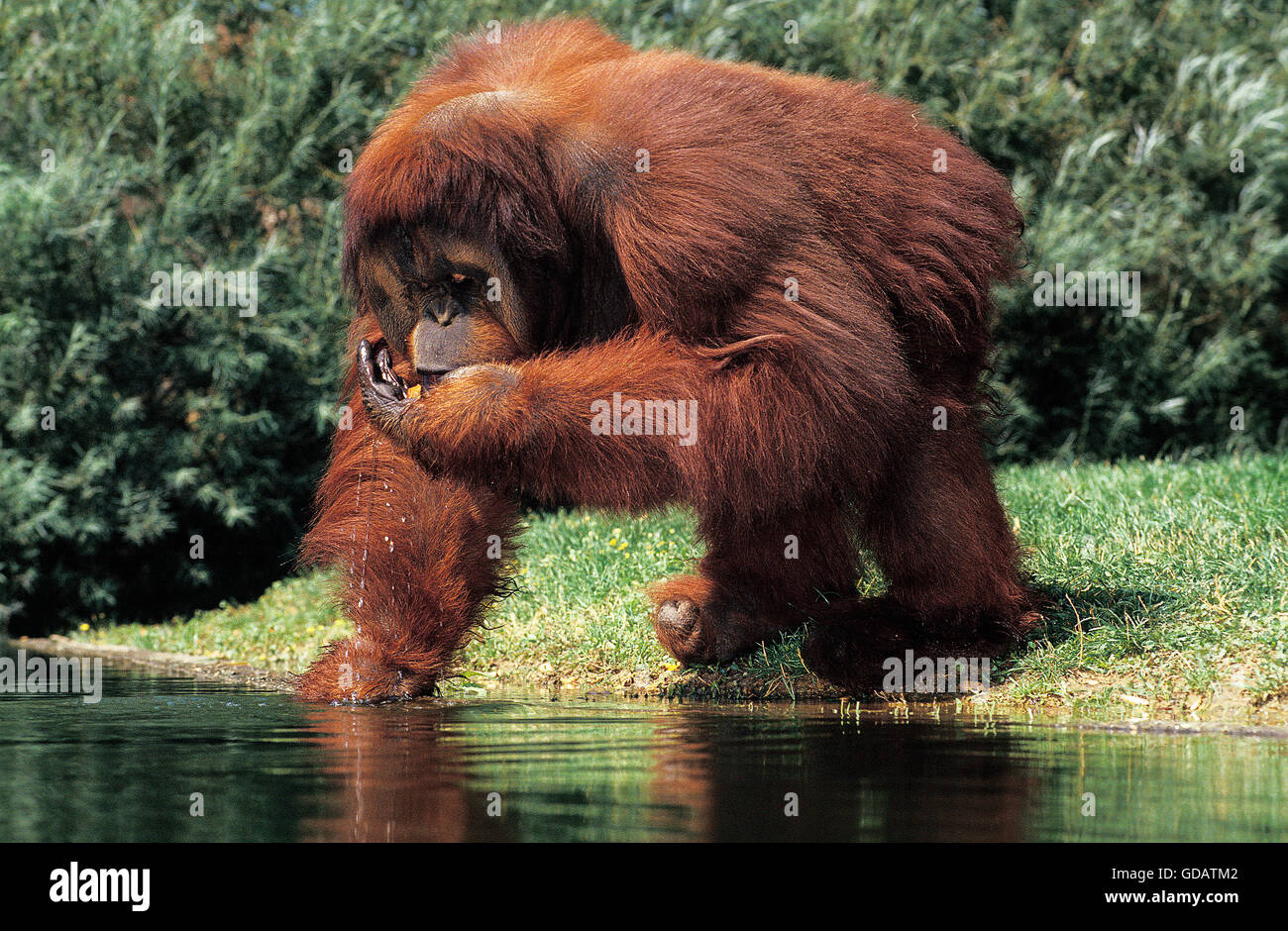 Orang utan, pongo pygmaeus, Male drinking Water Stock Photo