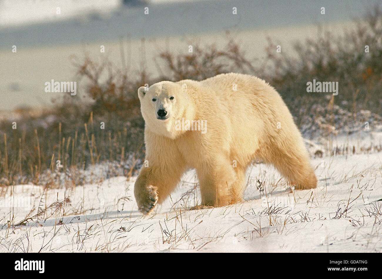POLAR BEAR thalarctos maritimus, ADULT WALKING ON SNOW, CHURCHILL IN MANITOBA, CANADA Stock Photo