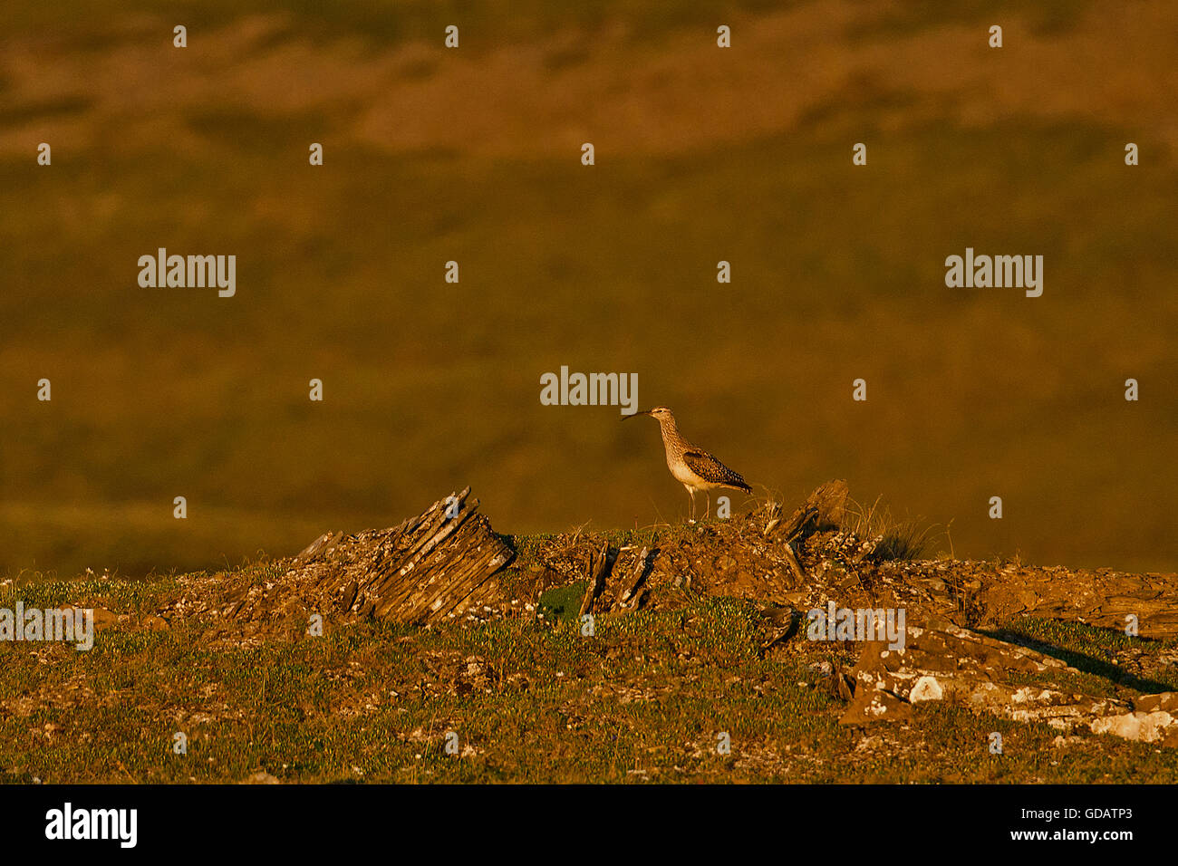 bristle thighed curlew,curlew,Numenius tahitiensis,bird,national petroleum reserve,Alaska,USA, Stock Photo