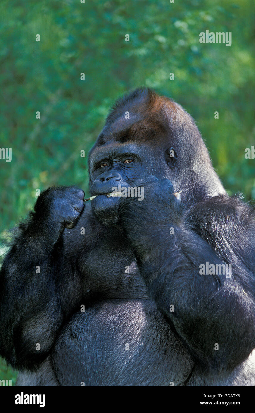 Eastern Lowland Gorilla, gorilla gorilla graueri, Male eating Plant