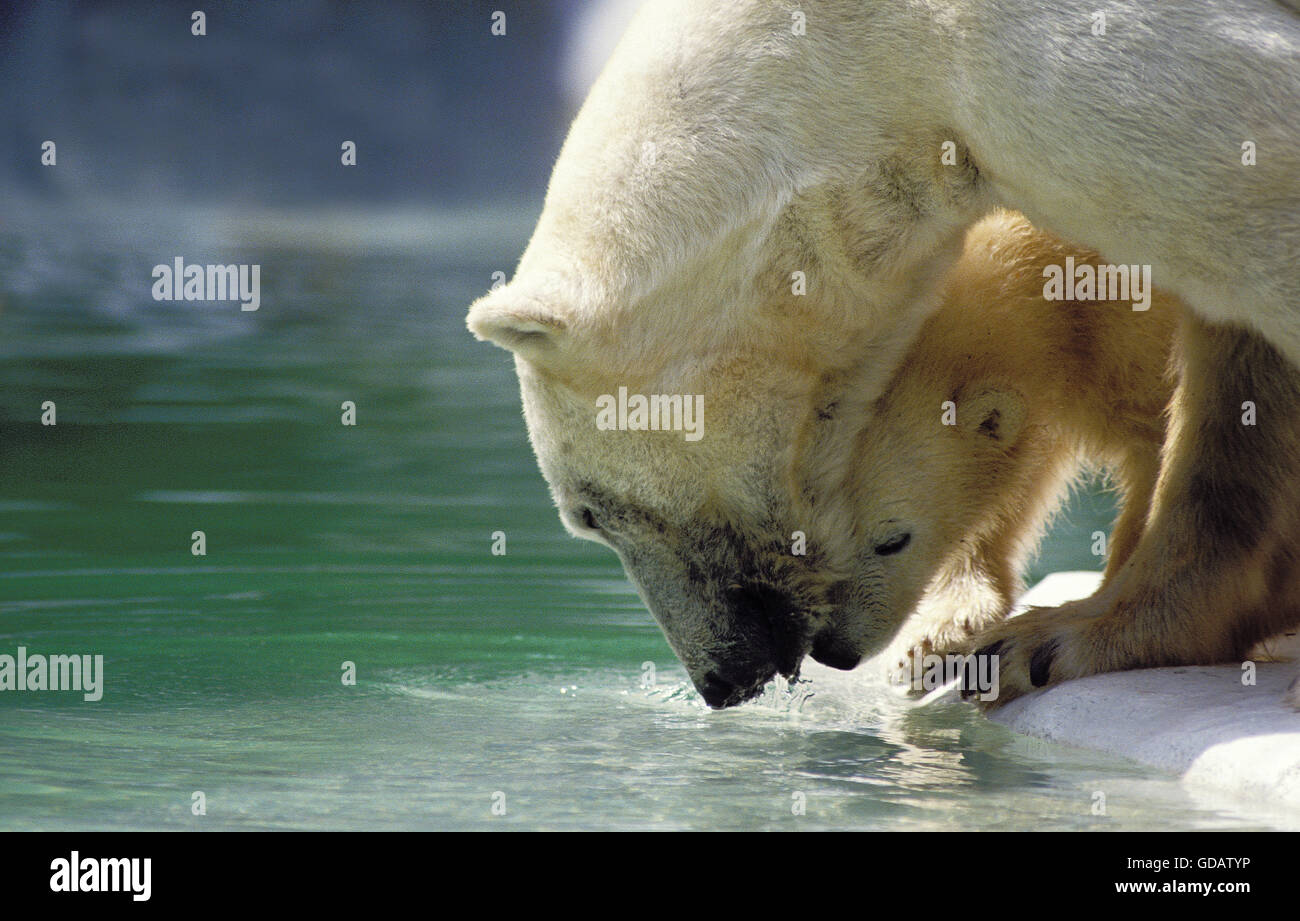 Polar Bear, thalarctos maritimus, Mother with Cub entering Water Stock Photo