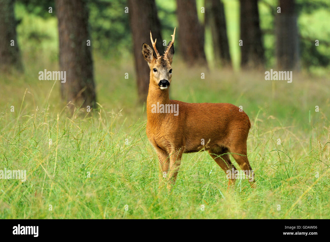 Roe deer in the wood,forest, Stock Photo