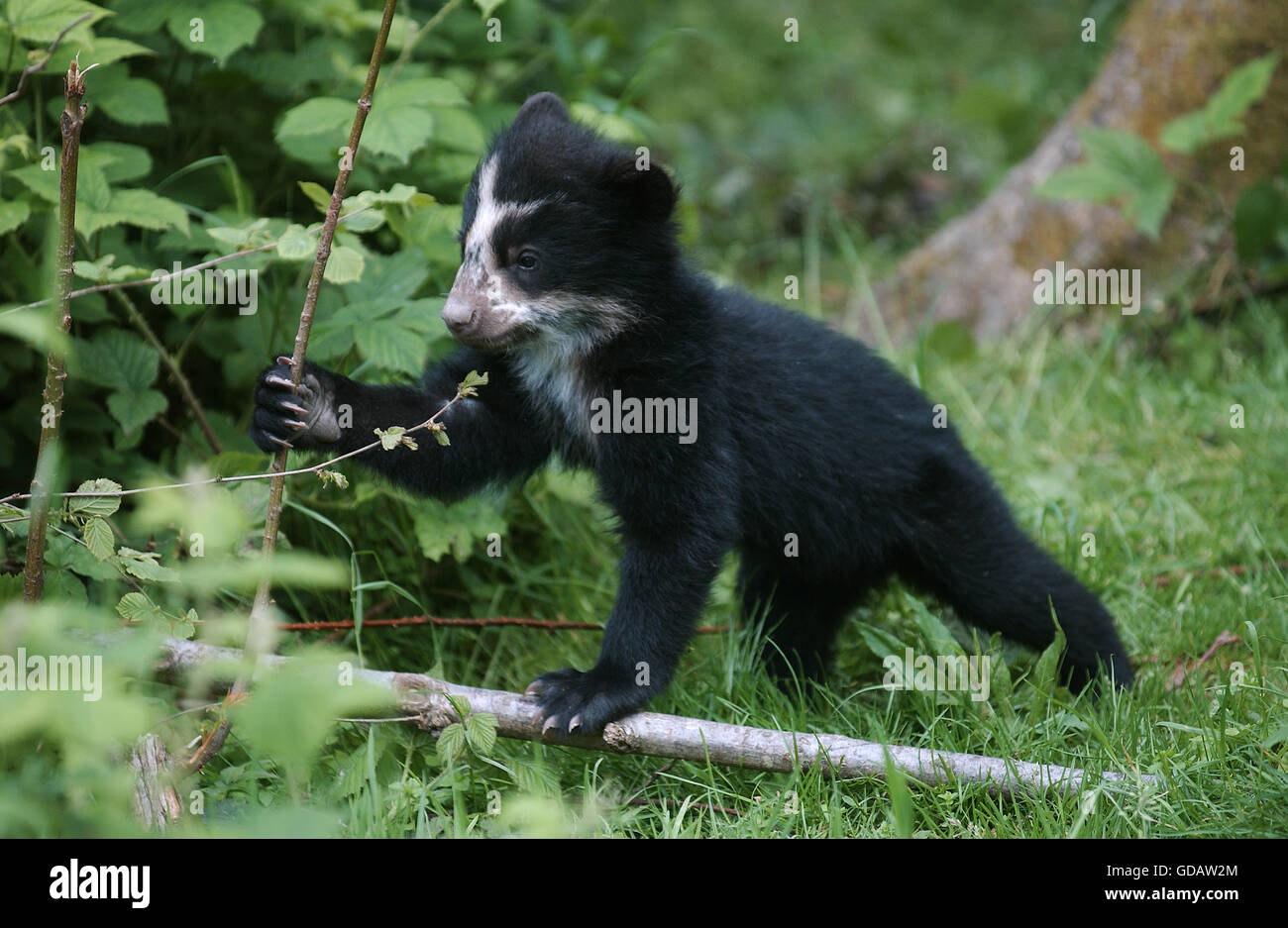 Spectacled Bear, tremarctos ornatus, Cub Stock Photo