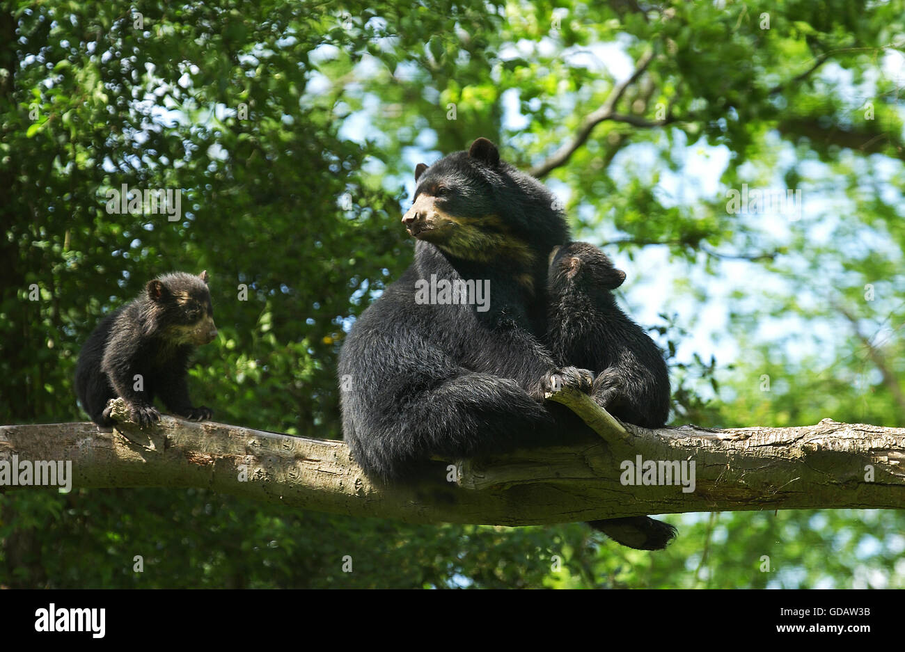 Spectacled Bear, tremarctos ornatus, Female with Cub Stock Photo