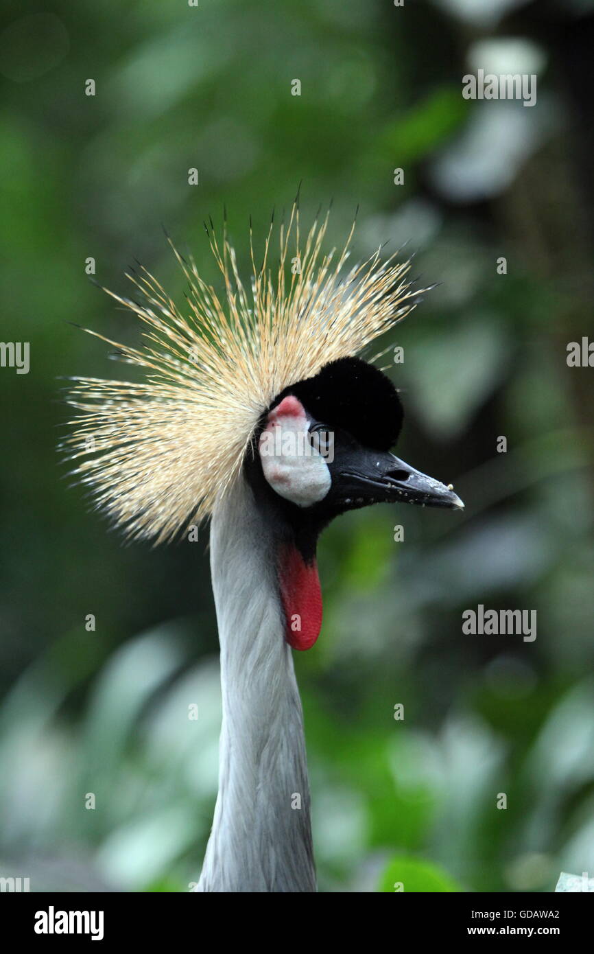 Asien, Suedostasien, Singapur, Museum, Bird Park, Grey Crowned Crane, Kranich Ein Grey Crowned Crane Voegel im Bird Park im west Stock Photo