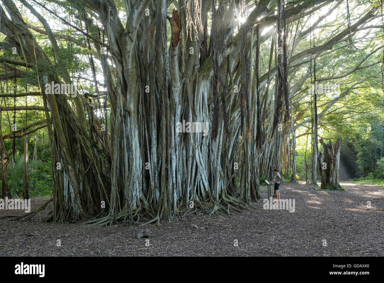 USA,Hawaii,Oahu,USA,Hawaii,Oahu,North Shore,Kawela,Kawela Bay,Banyan