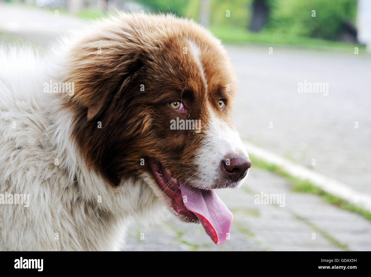 Saint bernard dog standing on the street Stock Photo