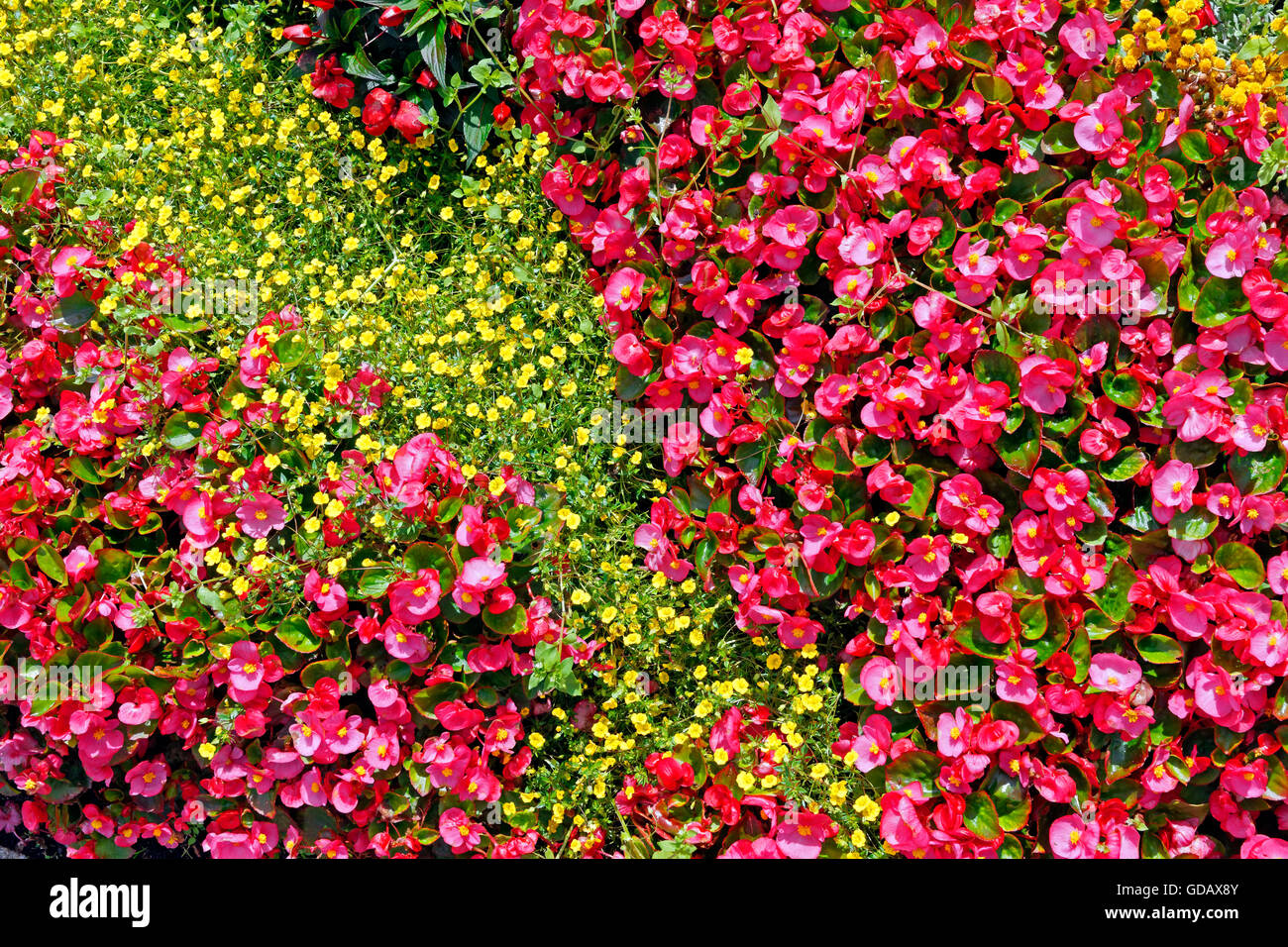 Flowerbed Stock Photo