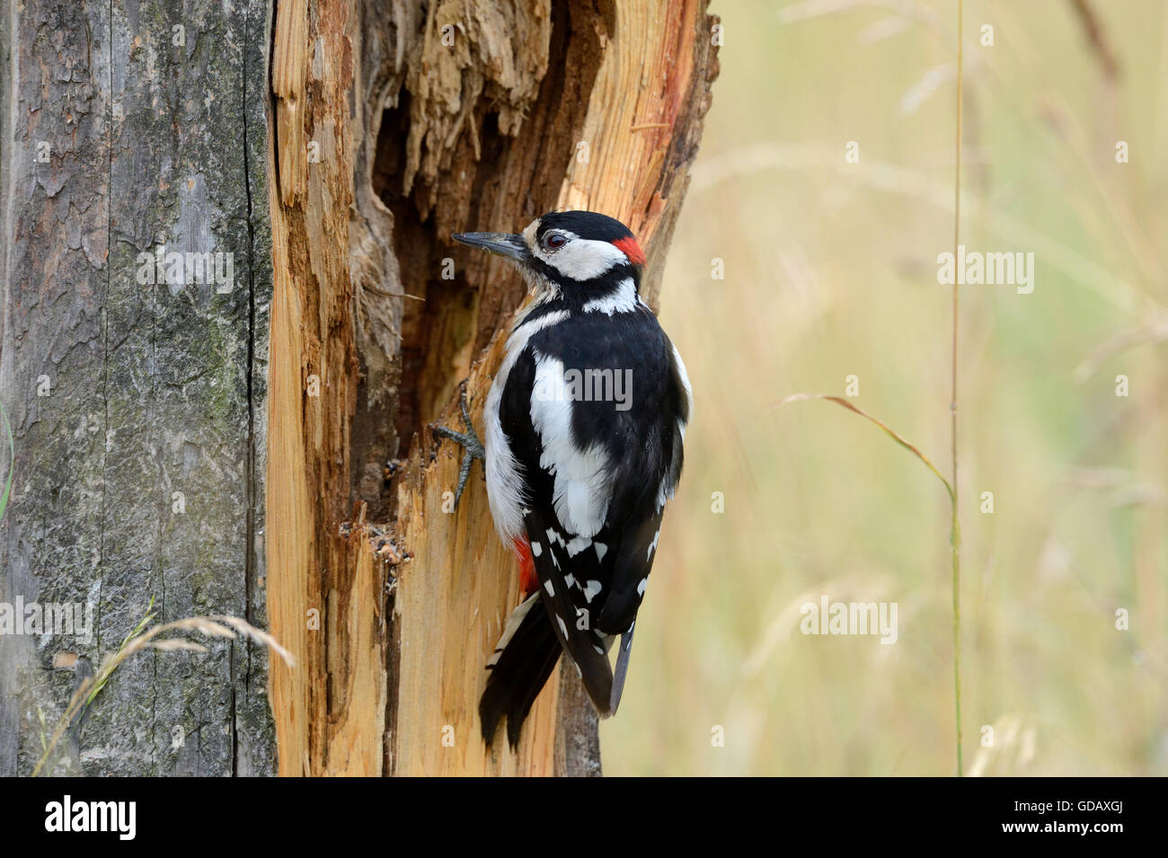 Spotted woodpecker Stock Photo