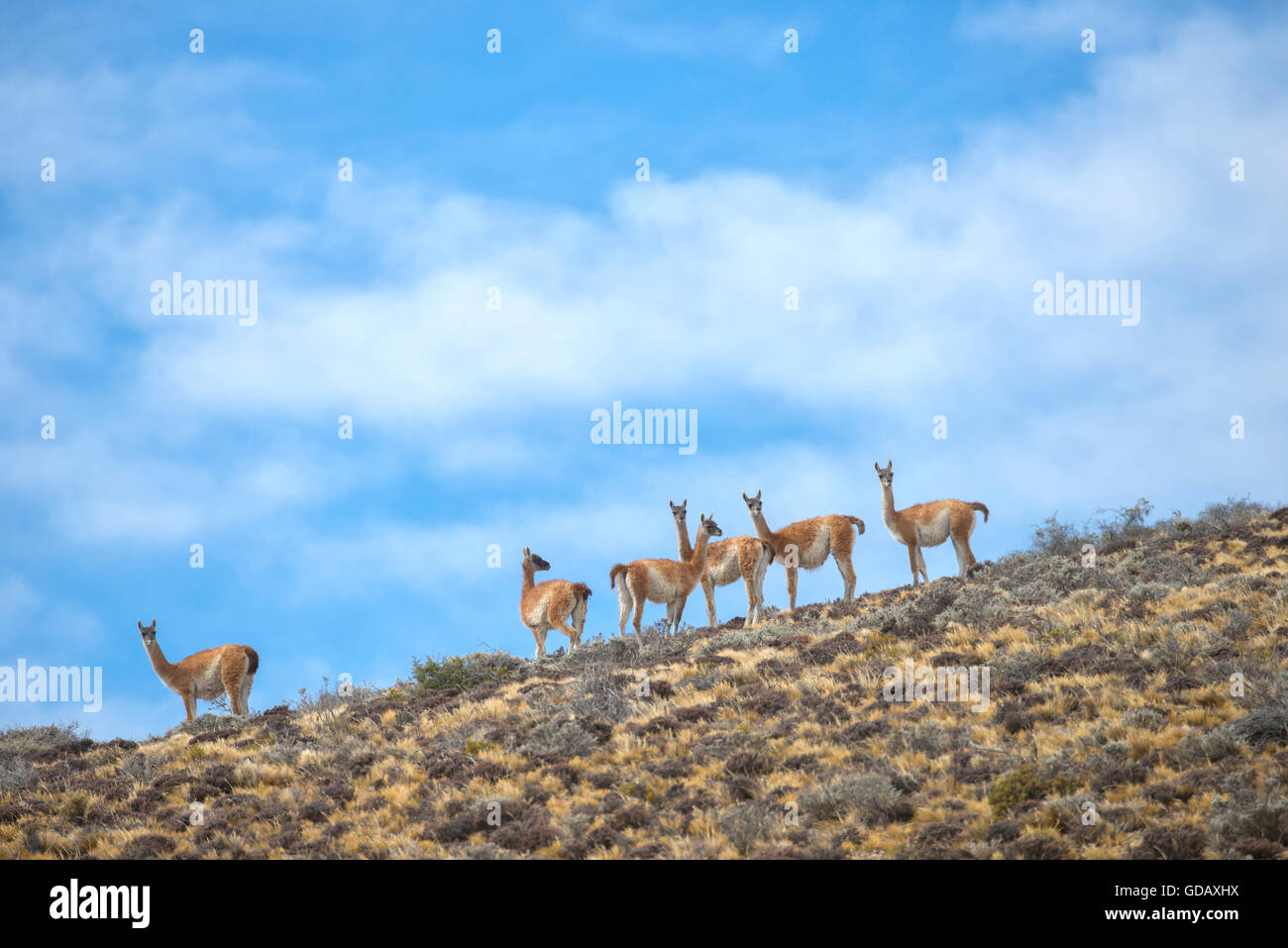 South America,Argentina,Santa Cruz,Patagonia,Cueva de los Manos,herd of Guanacos,Guanacos,Lama guanicoe Stock Photo