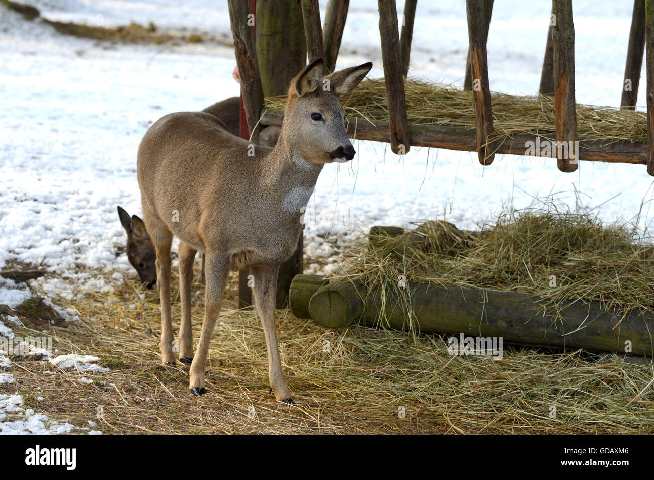 Roe deer,Capreolus capreolus, Stock Photo