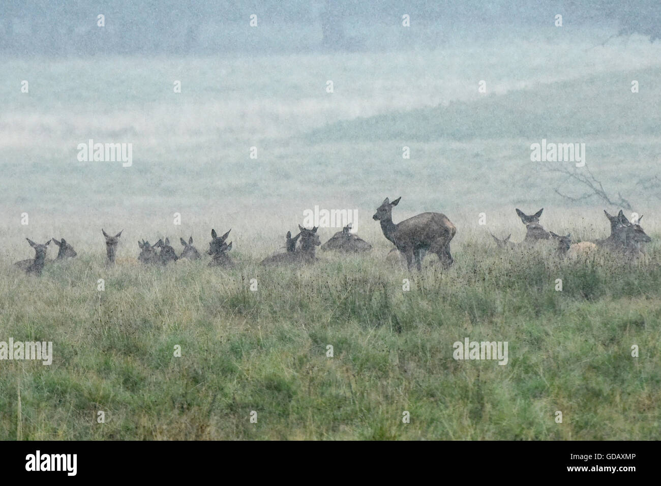 Red deer,rutting season, Stock Photo