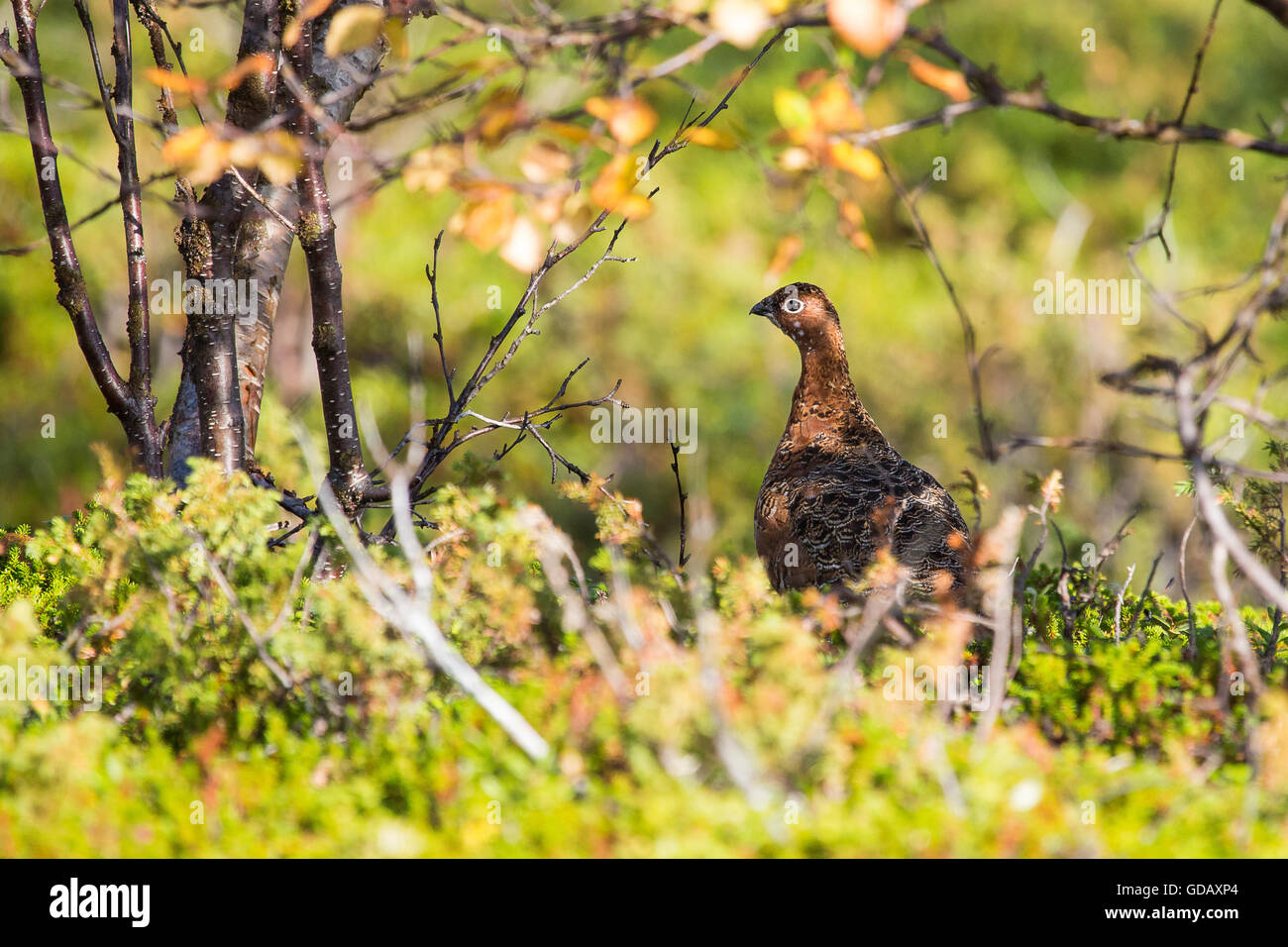 Black grouse,Europe,autumn,autumn colors,Lapland,Norway,Scandinavia