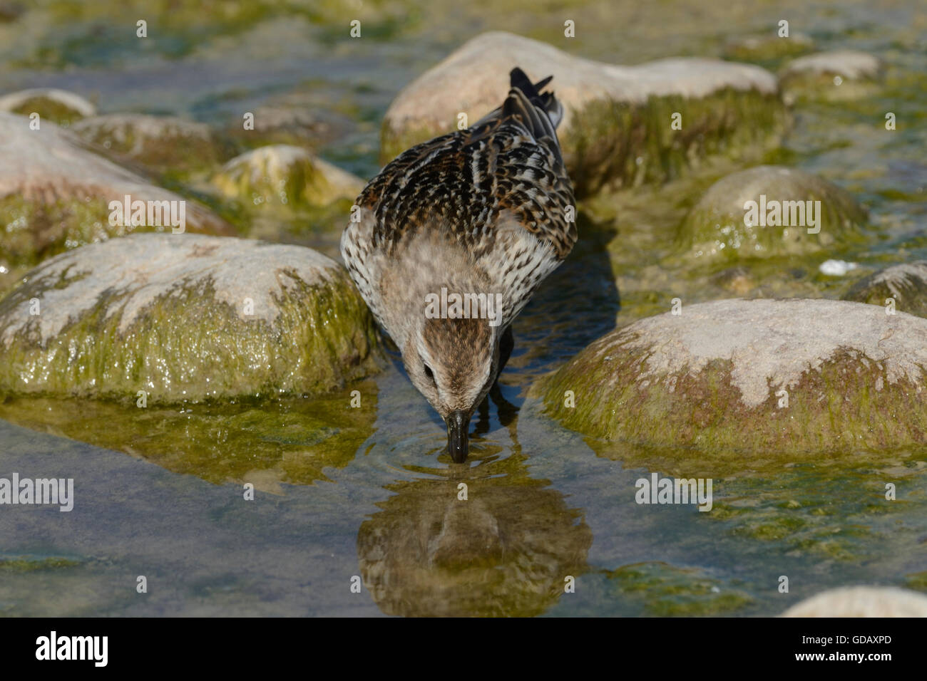 Dunlin,Calidris alpina,Scolopacidae,wader,bird,animal,Stampf,Jona,Canton of St. Gall,Switzerland Stock Photo