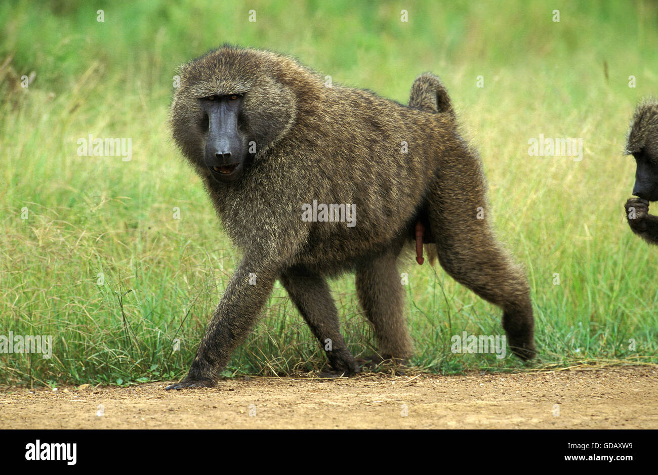 Olive Baboon, papio anubis, Male, Masai Mara Park in Kenya Stock Photo -  Alamy