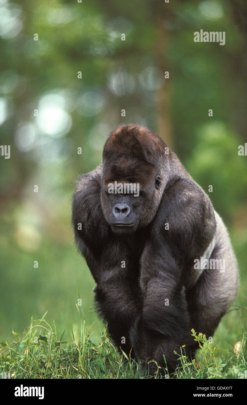 Gorilla, gorilla gorilla, Silverback Adult Male on Grass Stock Photo