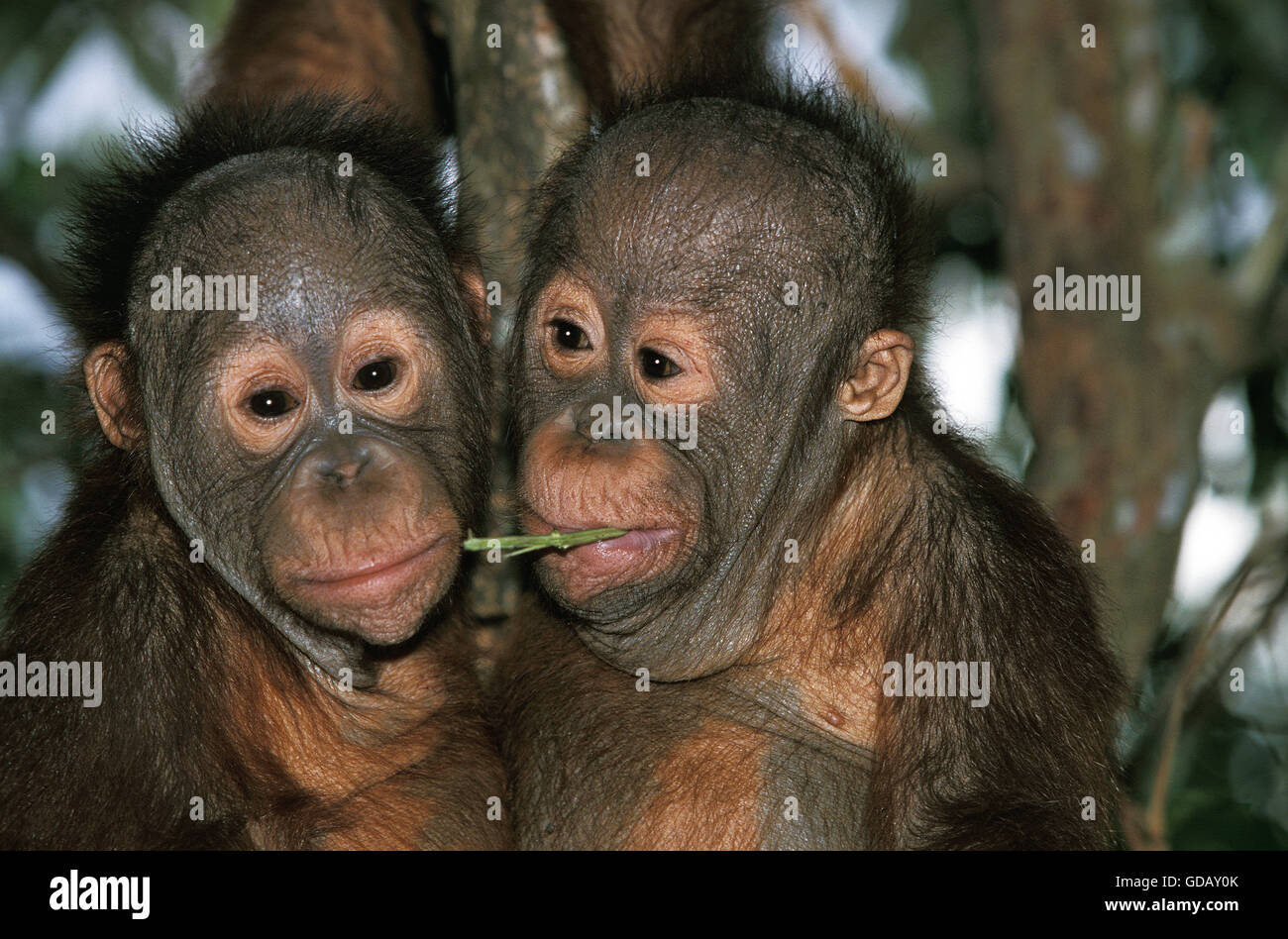 ORANG UTAN pongo pygmaeus, PORTRAIT OF BABIES, BORNEO Stock Photo