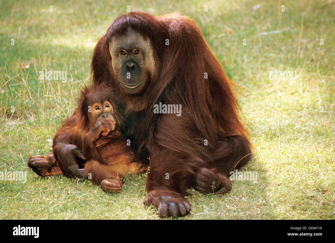 ORANG UTAN pongo pygmaeus, MOTHER WITH BABY Stock Photo