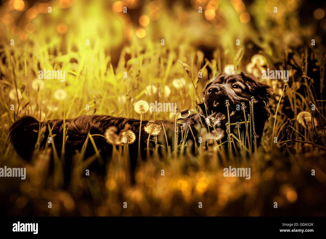 black dog playing in meadow Stock Photo - Alamy