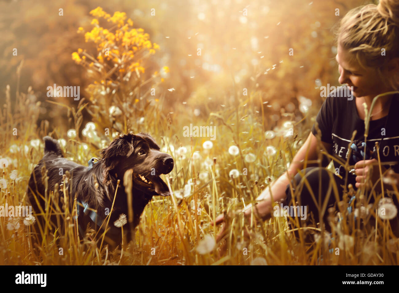 young woman playing with her dog in summer meadow Stock Photo