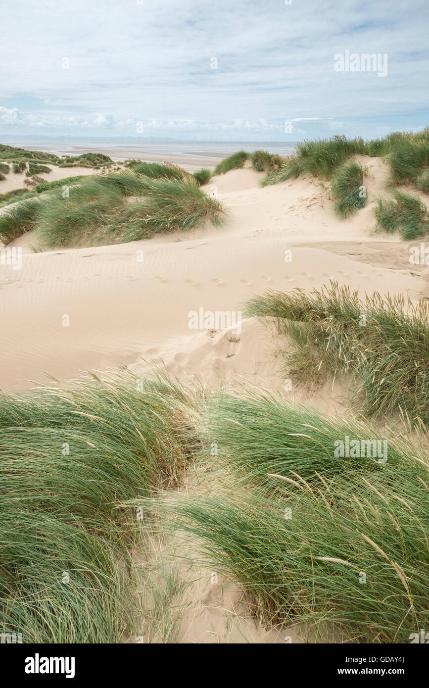 Sand dunes at Formby point, Merseyside with Marram grass blowing in the wind. Stock Photo