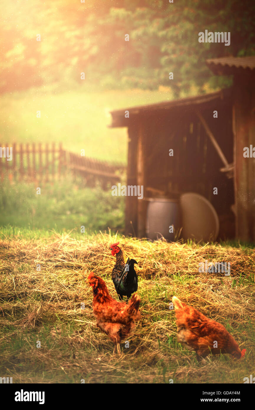 three hens in a village Stock Photo
