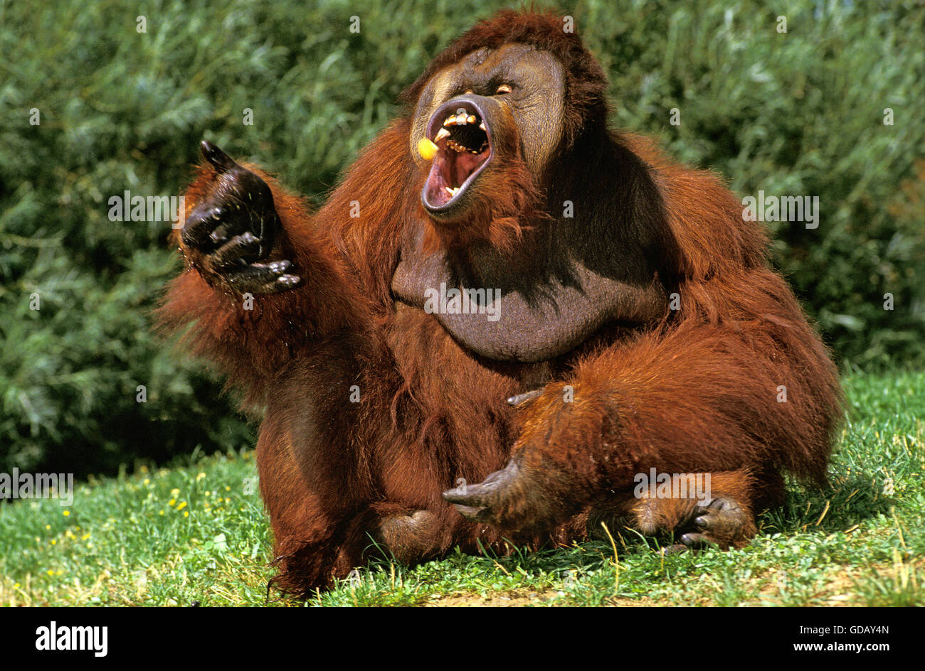 Orang Utan, pongo pygmaeus, Male eating Fruit with Open Mouth Stock Photo