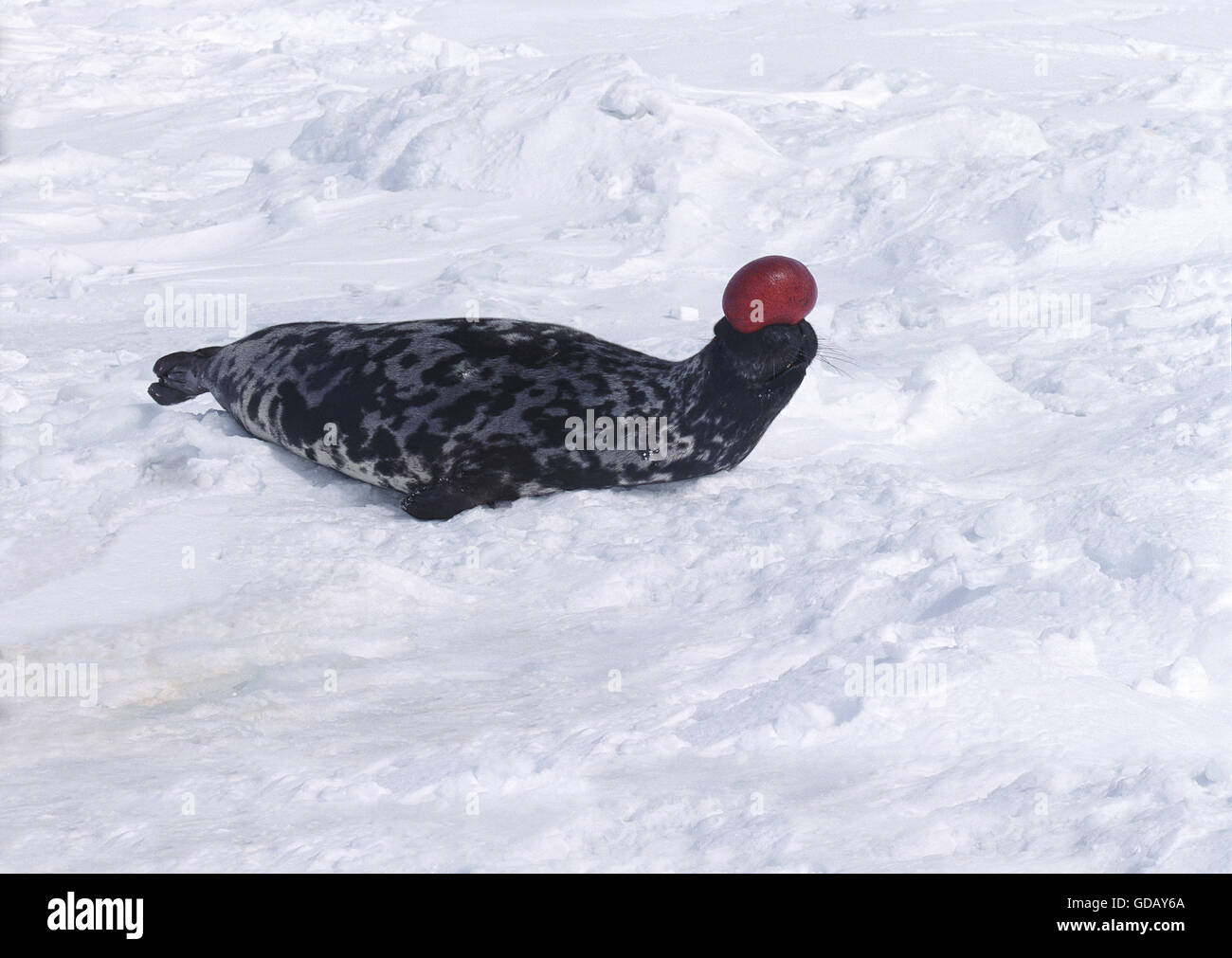 Hooded Seal, cystophora cristata, Male on Ice Floe, The hood and membrane are used for aggression display when threatened and as a warning during the breeding season, Magdalena Island in Quebec, CanadaDA Stock Photo