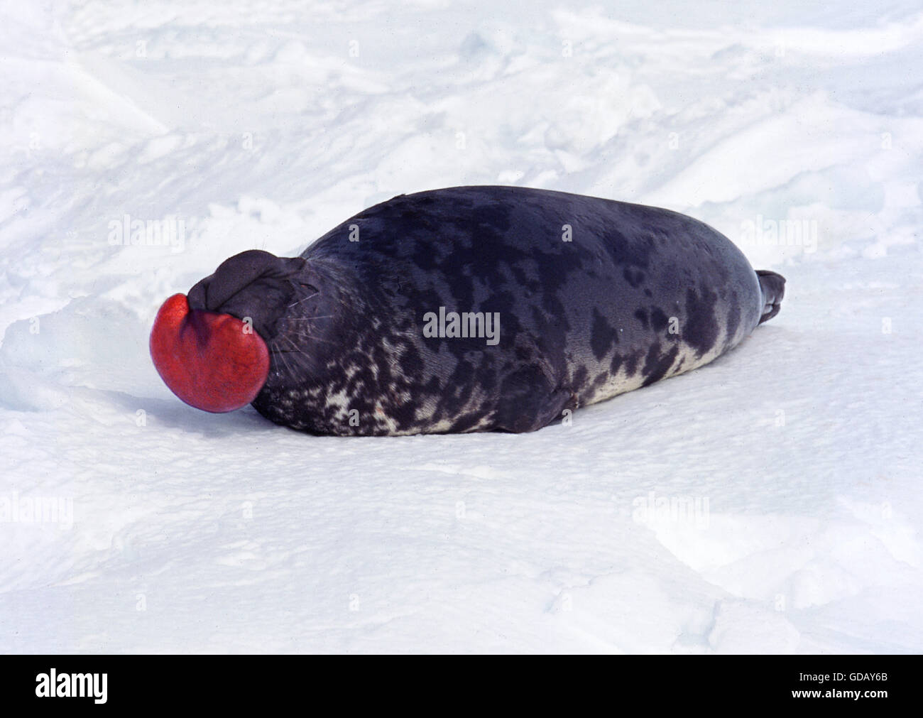 Hooded Seal, cystophora cristata, Male on Ice Floe, The hood and membrane are used for aggression display when threatened and as a warning during the breeding season, Magdalena Island in Quebec, Canada Stock Photo