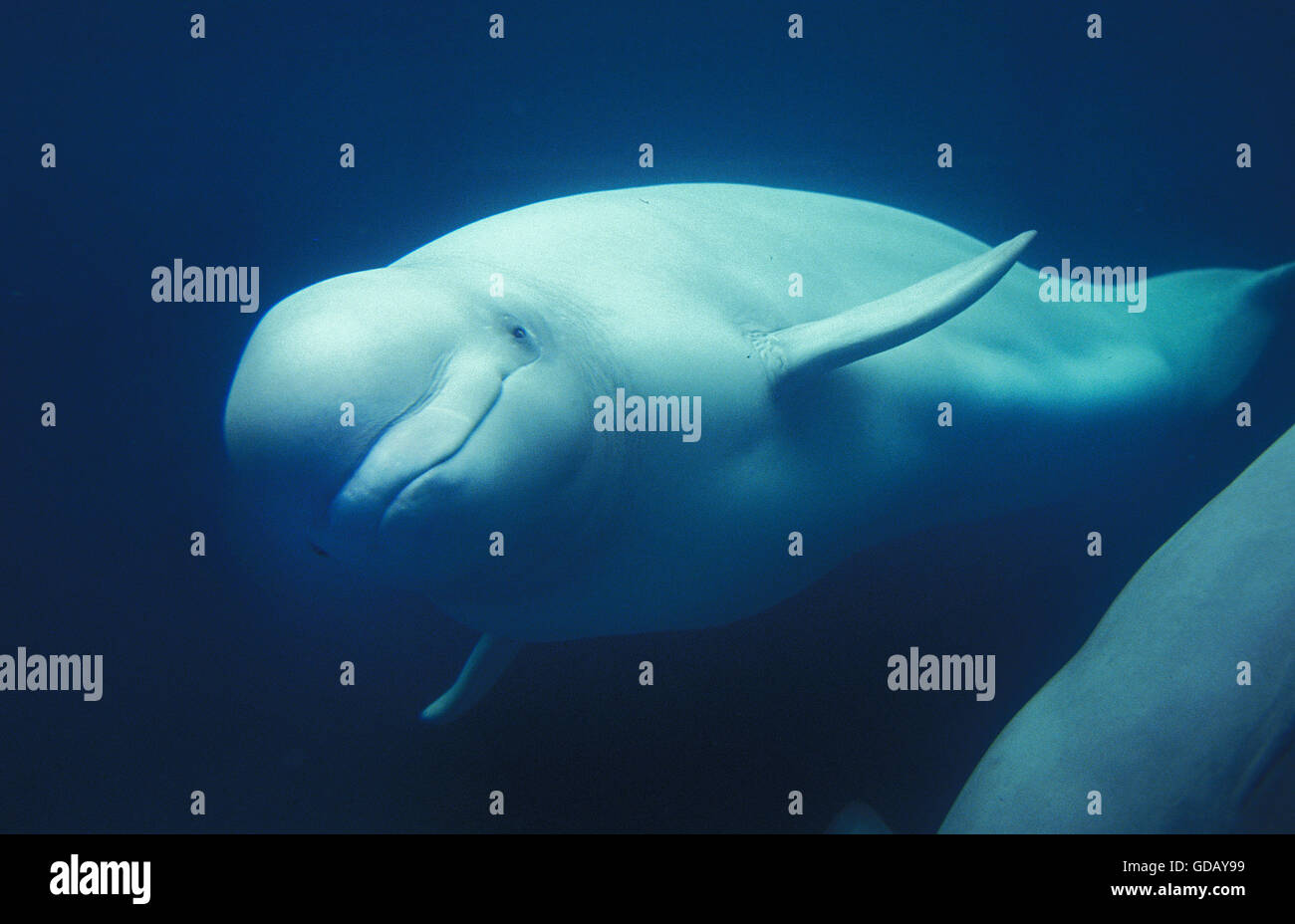 Beluga Whale or White Whale, delphinapterus leucas, Adult Stock Photo