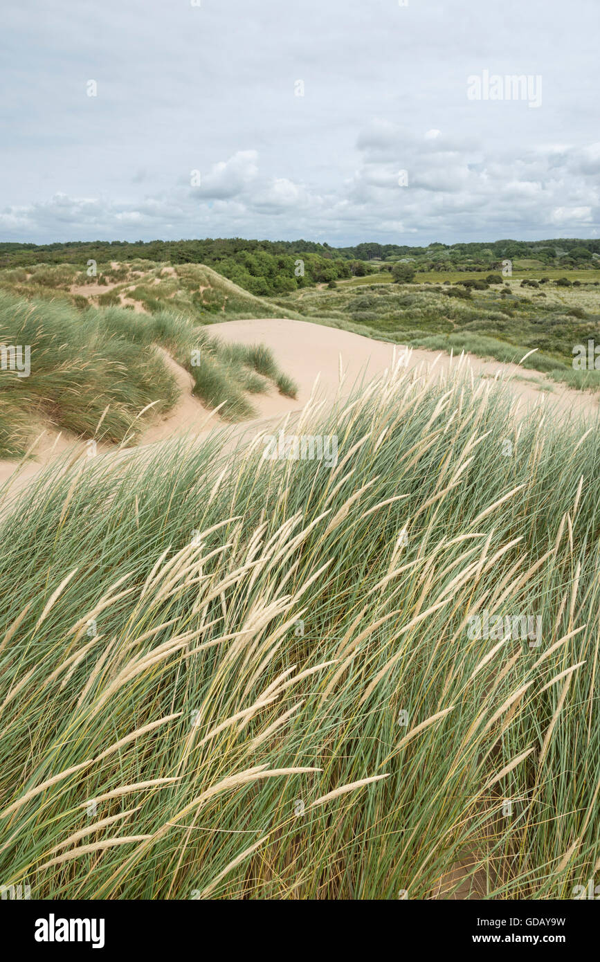 Dune grasses at Formby point in summer. View of the green vegetation ...