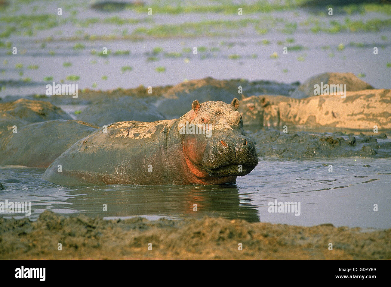 HIPPOPOTAMUS hippopotamus amphibius, ADULT HAVING MUDBATH, VIRUNGA PARK, CONGO Stock Photo