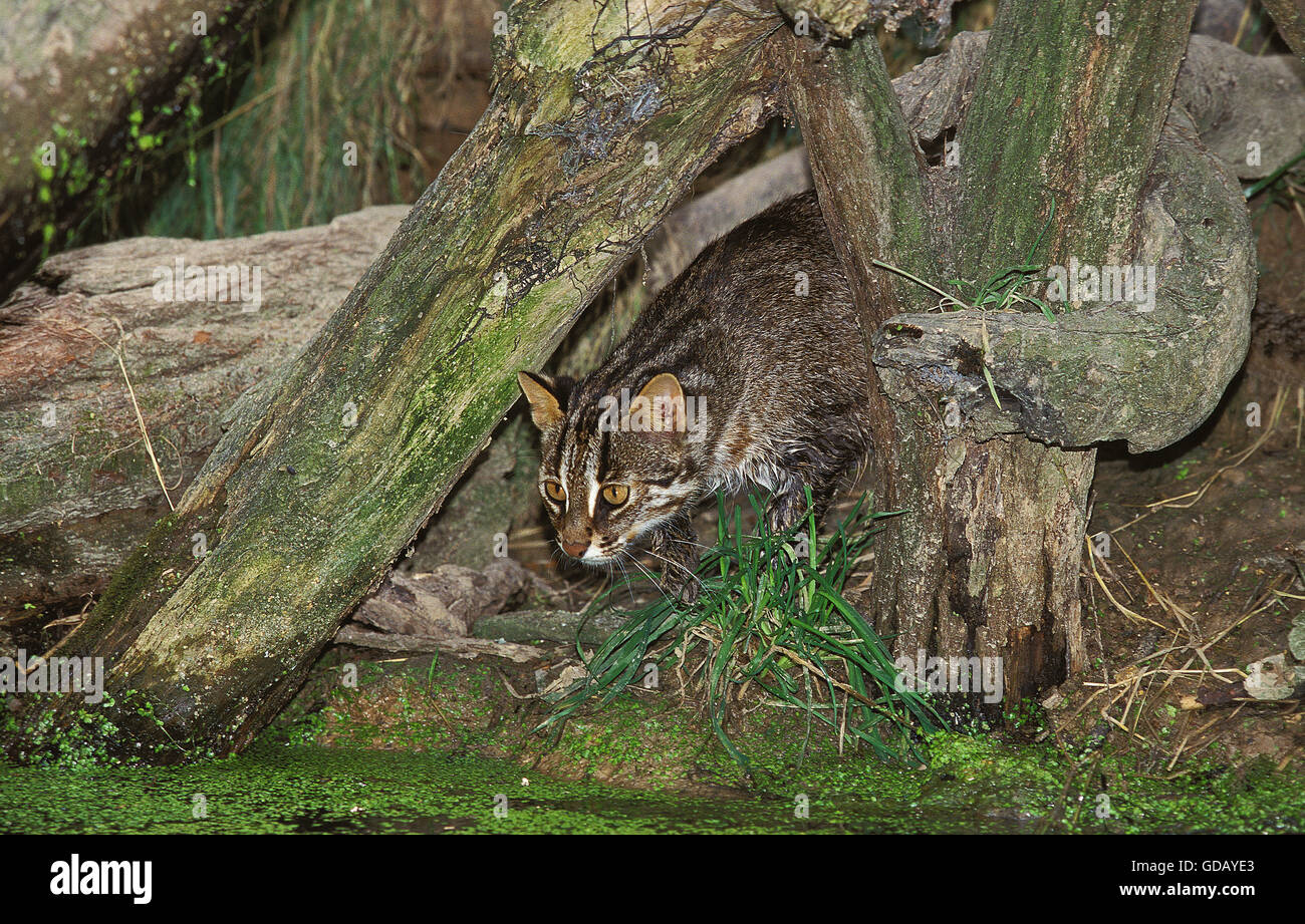 Swamp Cats High Resolution Stock Photography and Images Alamy