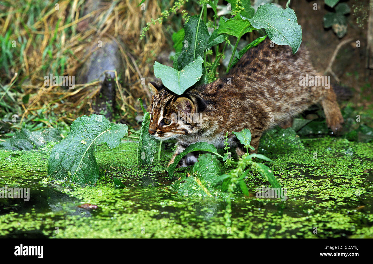 Swamp Cats Stock Photos & Swamp Cats Stock Images Alamy