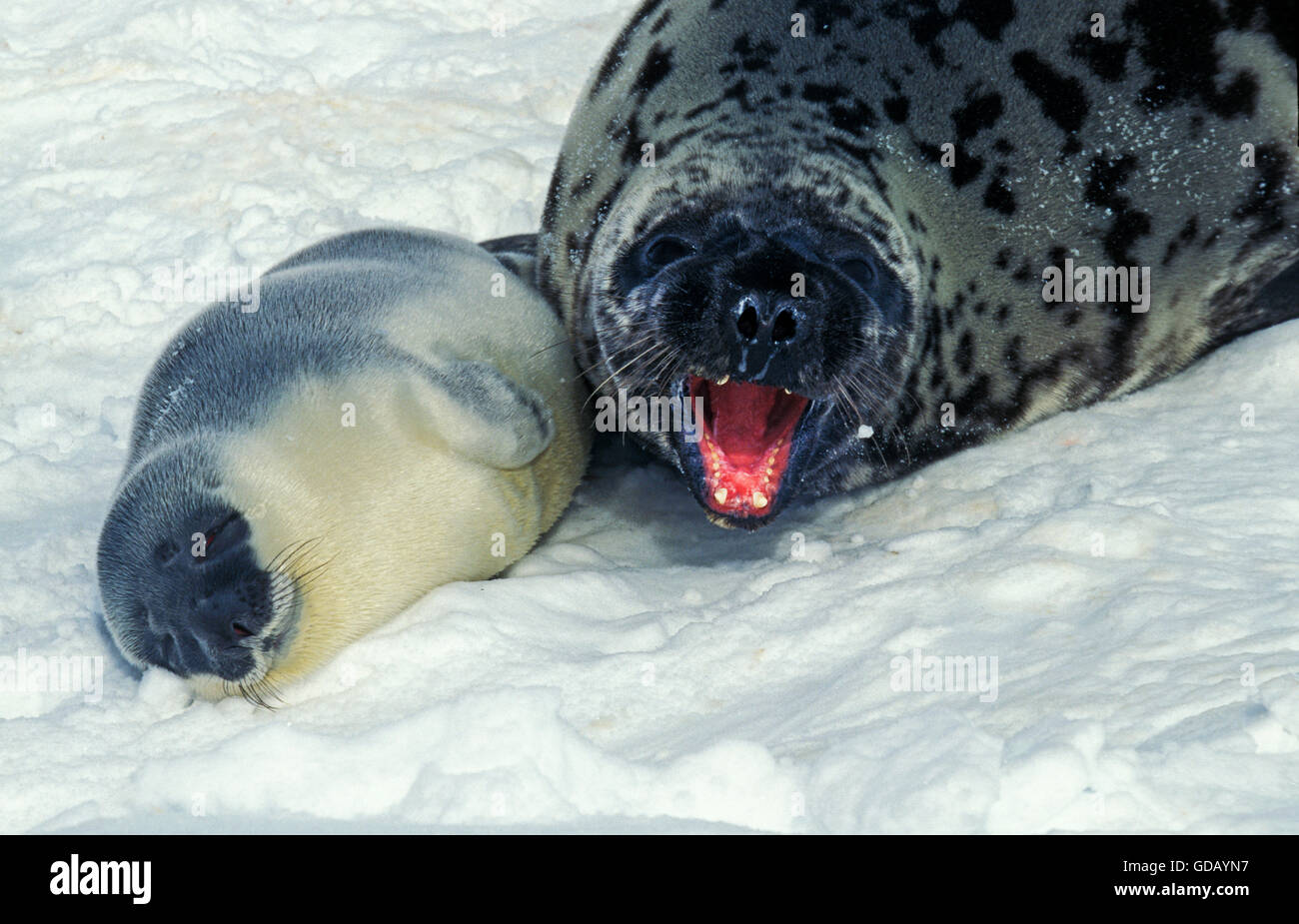 FEMALE AND BABY HOODED SEAL cystophora cristata ON ICE FIELD IN MAGDALENA ISLAND IN CANADA Stock Photo