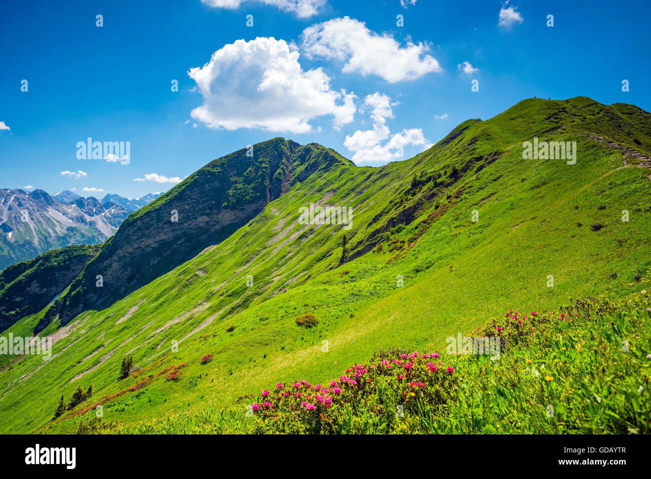Alpine roses blossom (rhododendron) in the Fellhorn,in 2038 m,Allgäu Alps,Bavaria,Germany,Europe Stock Photo