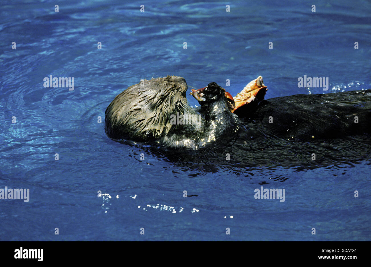Sea Otter, enhydra lutris, Adult eating Crab Stock Photo - Alamy