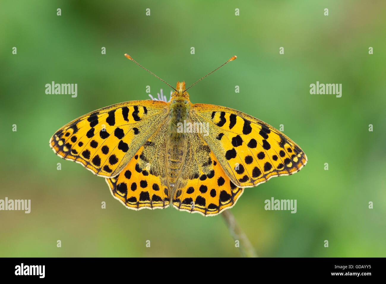 Nature,Animal,Butterfly,Lepidoptera,Insect,Wild,Switzerland,Queen of Spain fritillary,Issoria lathonia Stock Photo