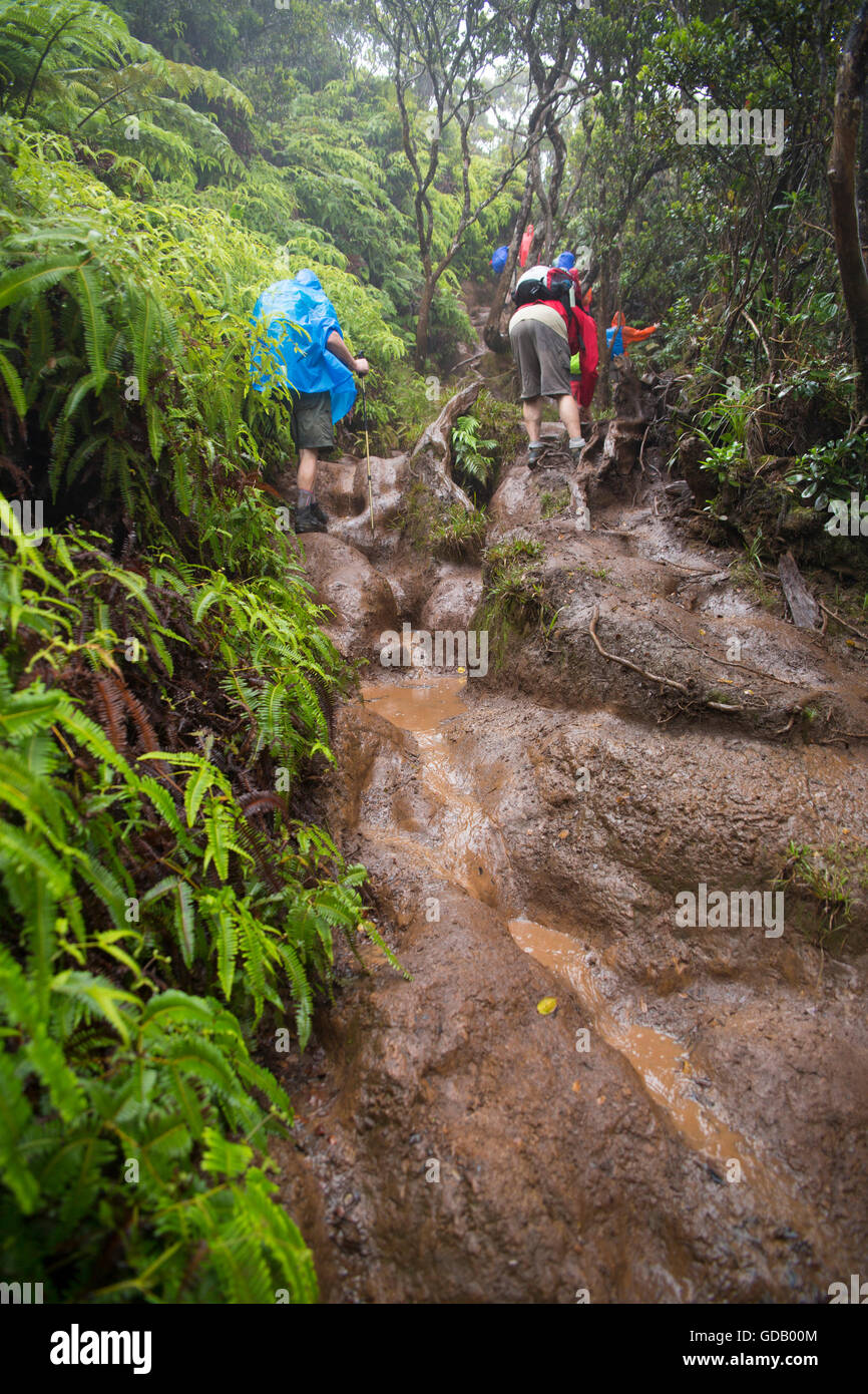 Kauai,Pihea,Trail,Well Pali Forest,reserve,USA,Hawaii,America,weather,footpath,hiking,trekking, Stock Photo